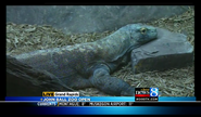 John Ball Zoo Komodo Dragon