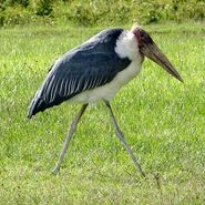 Marabou stork