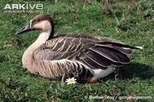 Swan-goose-sitting-on-grass.jpg