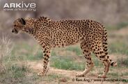 Asiatic Cheetah as Alectrosaurus