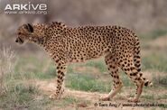 Asiatic-cheetah-Acinonyx-jubatus-venaticus