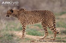 Asiatic-cheetah-Acinonyx-jubatus-venaticus.jpg