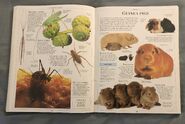 DK Encyclopedia Of Animals (88)