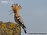 Eurasian Hoopoe as Coloborhynchus