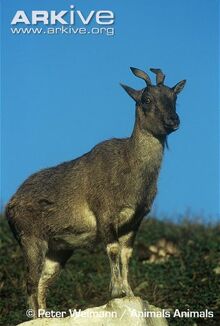 Female-Tadjik-markhor-standing-on-rock.jpg