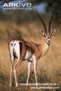 Grant's Gazelle