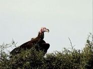 HugoSafari - Vulture04