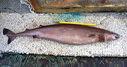 IMG 8923.jpg
