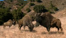 NG.Prehistoric.Predators.01of03.Sabertooth.Dvdrip.XviD.MP3.LionsDen.avi snapshot 43.30 -2016.10.07 04.38.57-.jpg