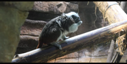 Nashville Zoo Tamarin