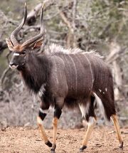 Nyala-Bull-Kruger-Park-Winter.jpg