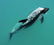 Peale's Dolphin