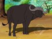 African Cape Buffalo