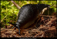Slug, Black