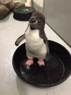 ZooBorns Penguins