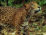 907069910-jaguar-animal-tropical-rainforest-central-america-predator