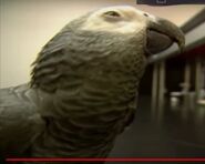 Animal Atlas Grey Parrot