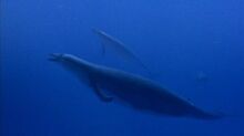 Basilosaurus.jpg