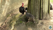 Baton Rouge Zoo Turkeys
