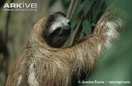 Brown-Throated Sloth as Sid