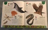 Deadly Creatures Dictionary (6)