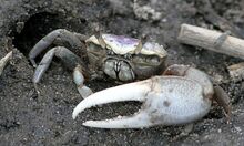 Fiddler Crabs page image.jpg
