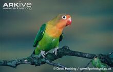 Fischers-lovebird.jpg