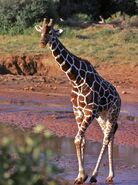 Reticulated Giraffe as Leni Loud