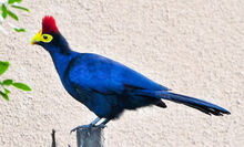 Img turaco mw large.jpg