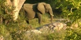 KNP Elephant2.png (3.12 MB)