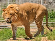 Liger as Indominus Rex