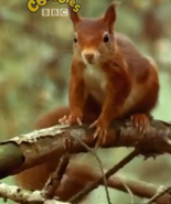 Eurasian Red Squirrel