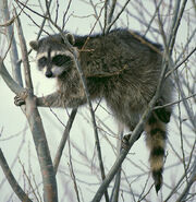 RaccoonImage.jpg