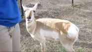 Rolling Hills Zoo Pronghorn2