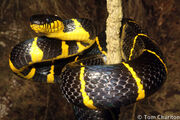 Snake, Mangrove.jpeg