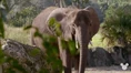 TMODAK Elephant.png (1.1 MB)
