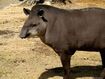 Brazilian Tapir