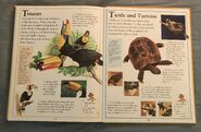 The Kingfisher First Animal Encyclopedia (71)