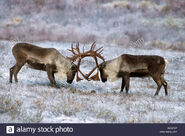 Two Caribou Bulls