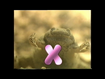 X is for Xenopus