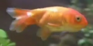 Comet Goldfish