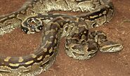 African Rock Python As Reticulated Python (Severus The Python)