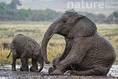 Elephants in the Mudbath.jpg (86 KB)