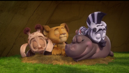 Madagascar A Little Wild Sleeping Zoo Crew
