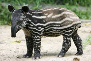 Tapir Calf (replace lambs)