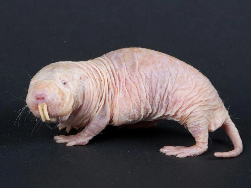 Naked Mole Rat The Parody Wiki Fandom Naked Mole Rat The Parody Wiki Fandom