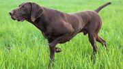 Pointer.jpg