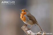 Robin-singing-on-branch