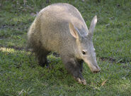 Aardvark