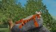 Tigger falls asleep in Tigger's Shadow of a Doubt